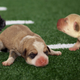Illustration for article titled Inexperienced Puppy Bowl Team Still Hasn’t Opened Eyes Yetem/em
